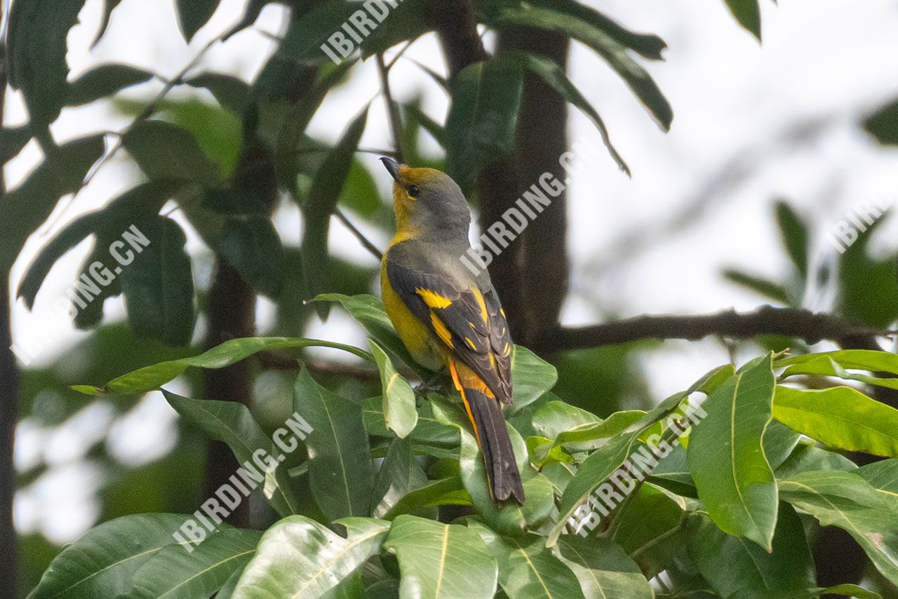 赤红山椒鸟 Scarlet Minivet