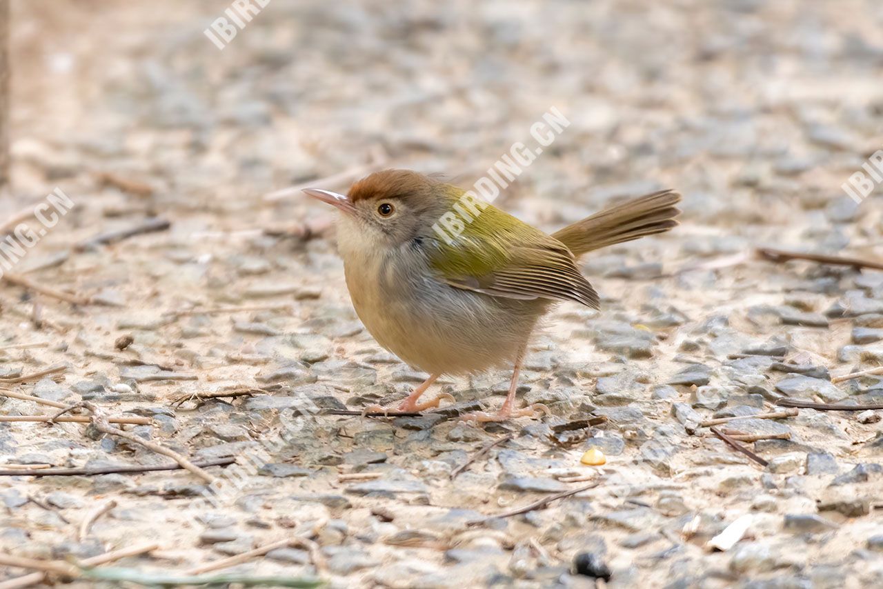 长尾缝叶莺 Common Tailorbird