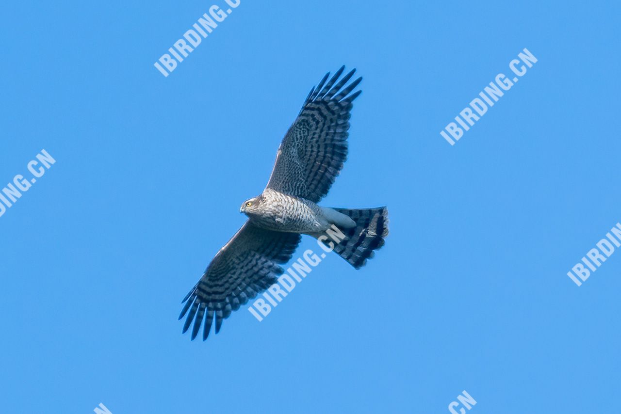 雀鹰 Eurasian Sparrowhawk