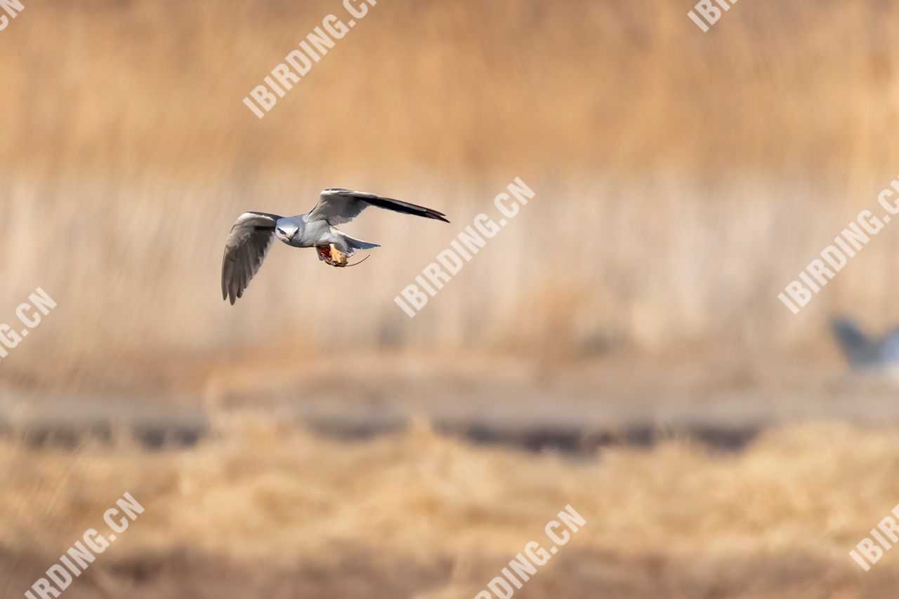 黑翅鸢 Black-winged Kite