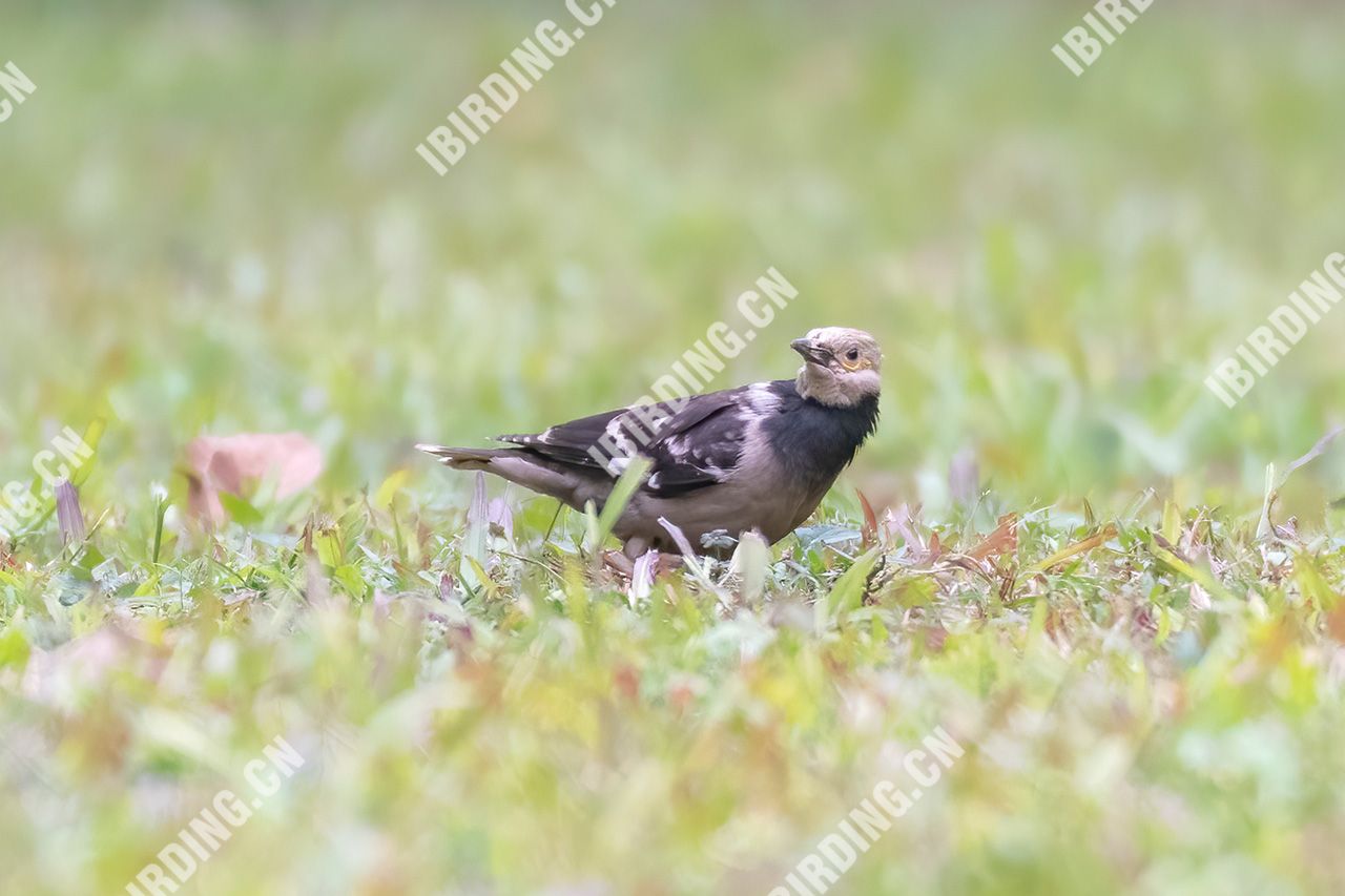 黑领椋鸟 Black-collared Starling
